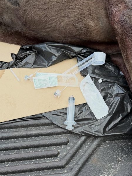 собака мандзюк отруєння